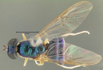 Media type: image;   Entomology 12537 Aspect: habitus dorsal view